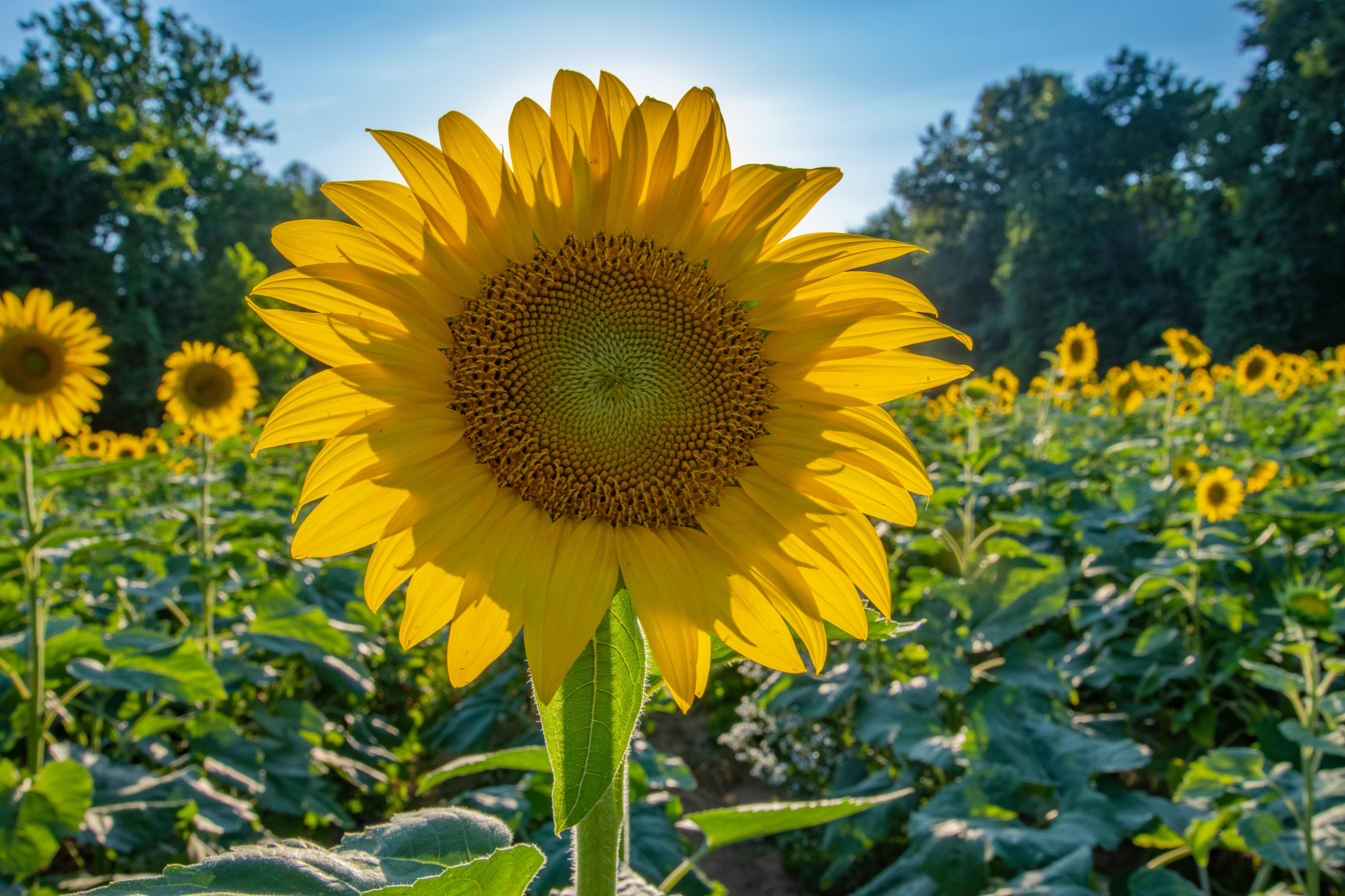 Harvest Holler - Sunflower Spring Fling 2026